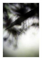 Pflanze / 4220, 2008